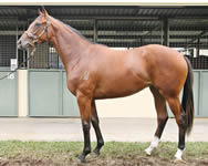 GENERAL NEDIYM/DANWOOD FILLY